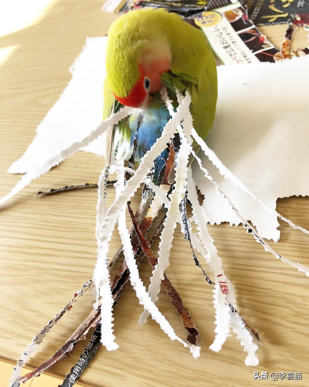 辟谣：鹦鹉虽然很可爱但不是所有的都能养，喜欢的话可以养这三种