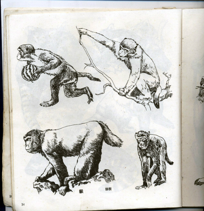 一百幅动物素描,近百幅动物画