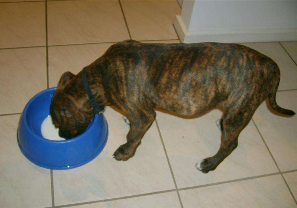 辟谣羊奶比鲜牛奶好,羊奶粉谣言