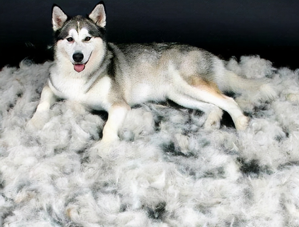 哈士奇毛发粗糙,哈士奇毛发会不会变黑