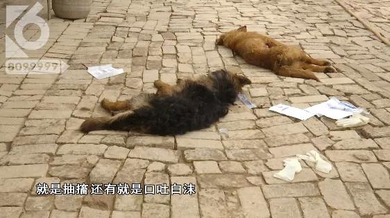暴毙宠物犬后续,浑身抽搐的狗视频