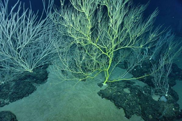 海洋珊瑚是不是危险的,海洋酸化对生态系统的影响