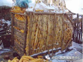 效养蛋禽-全解--如何高效有力的养殖蛋禽增加产蛋，收入