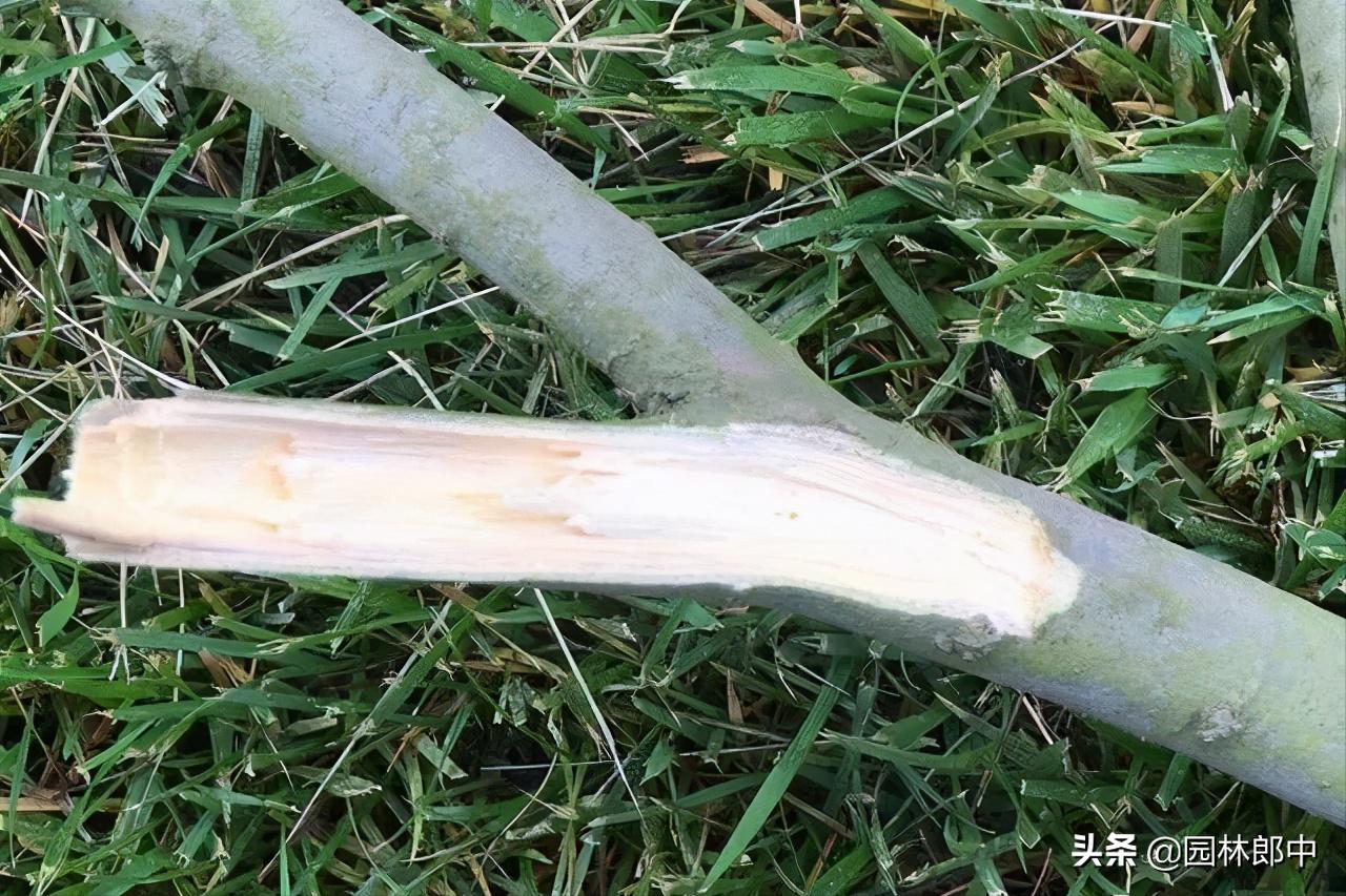 移植树身没长芽的原因,树木未死但迟迟不发芽怎么办