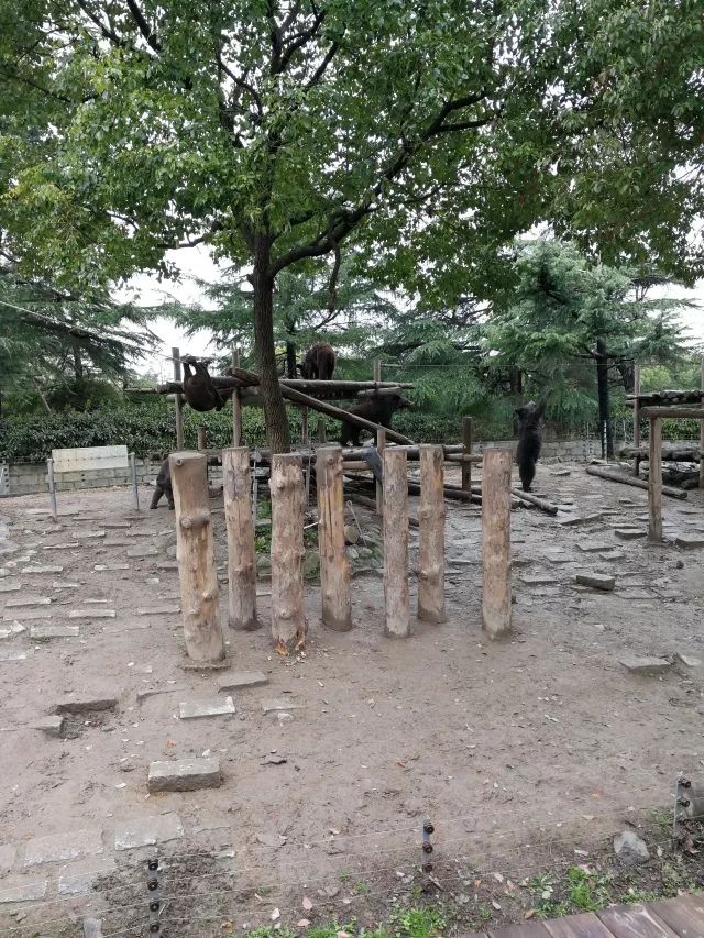 在上海迪士尼怎么玩比较快呢,在上海迪士尼玩一整天