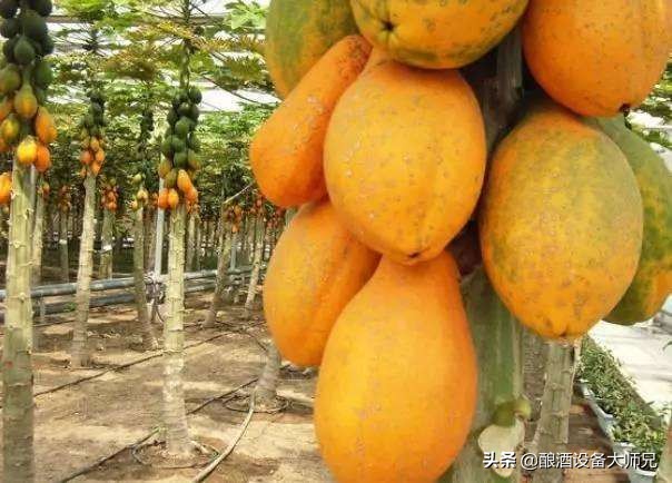 木瓜酒的生产方法,木瓜酒的功效与作用