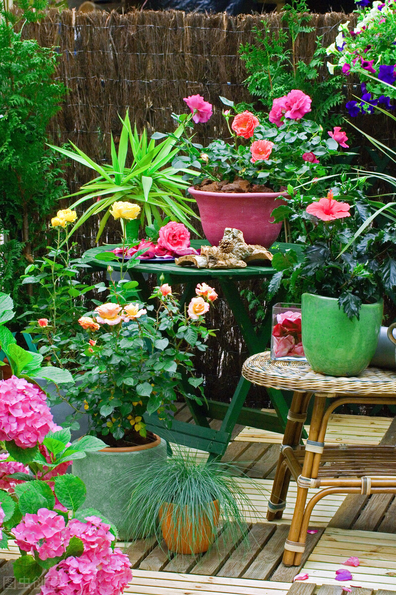 养花越用心好像越成为负担,养花赚钱的方法