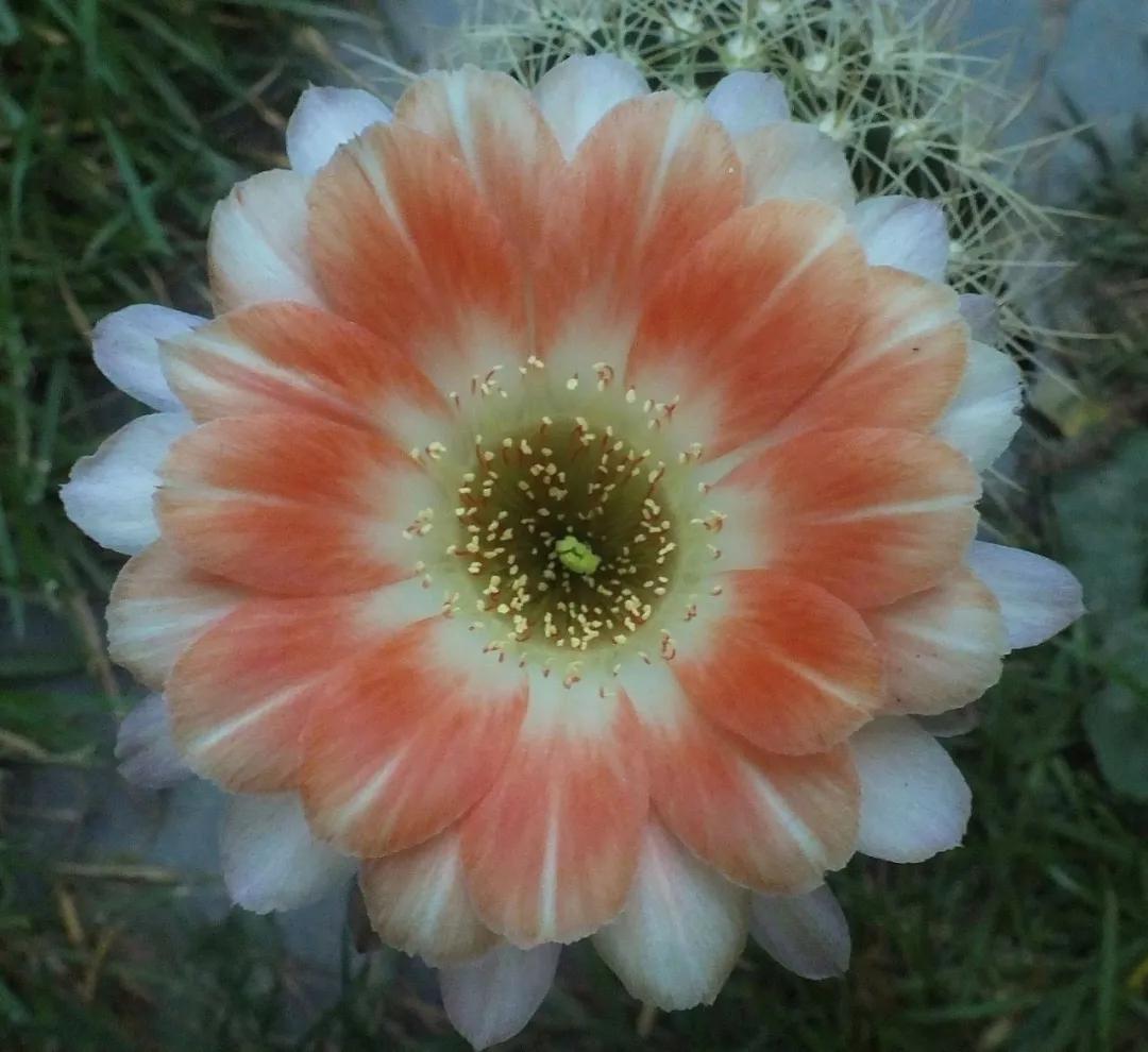 100种仙人球开花图鉴，平时丑丑的它们，开起花来，惊艳