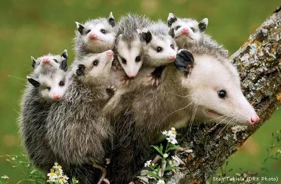 杀死装死的北美负鼠,会装死的猫