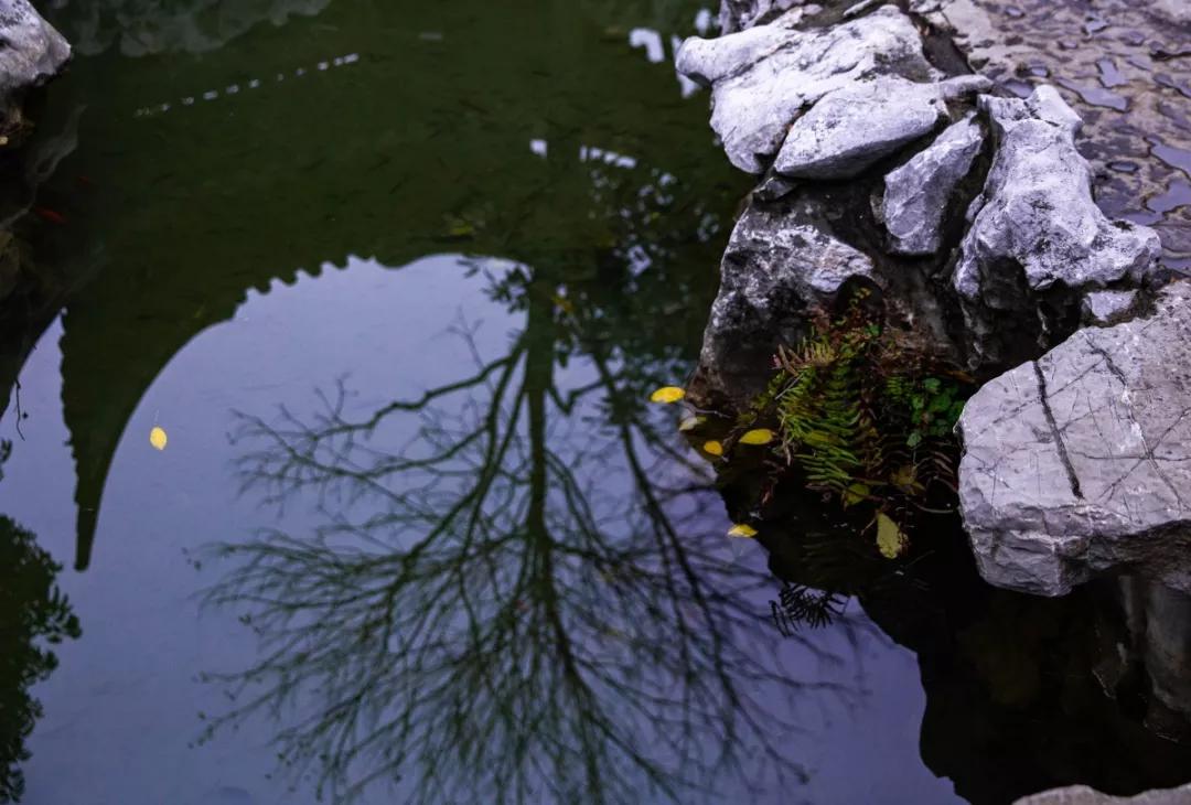 南京腊梅最佳观赏时间,南京赏梅花景点推荐