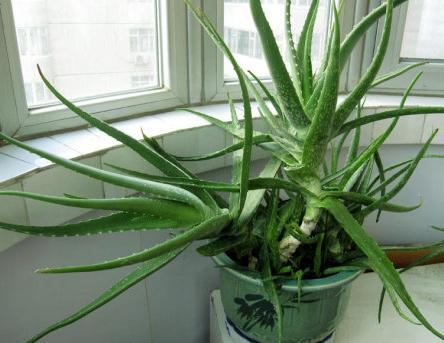 适合吸甲醛的盆栽花有哪些,吸甲醛最好的10种无毒花