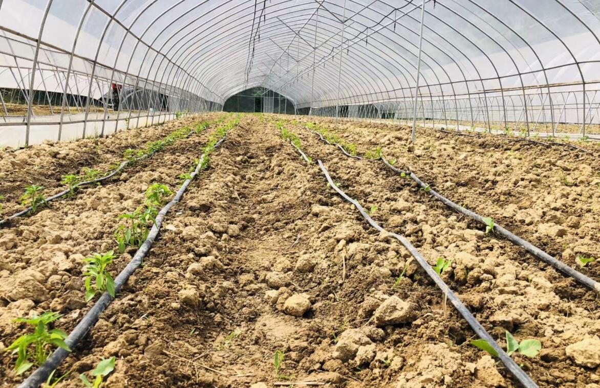 蔬菜大棚最省钱的建造方法,钢结构蔬菜大棚造价每亩多少