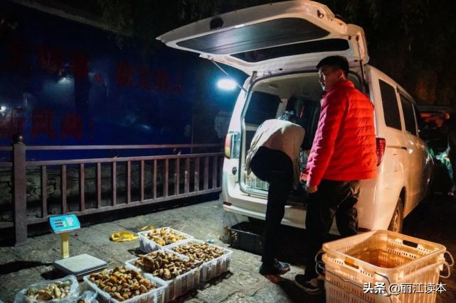 疯狂的松茸,疯狂的野生菌