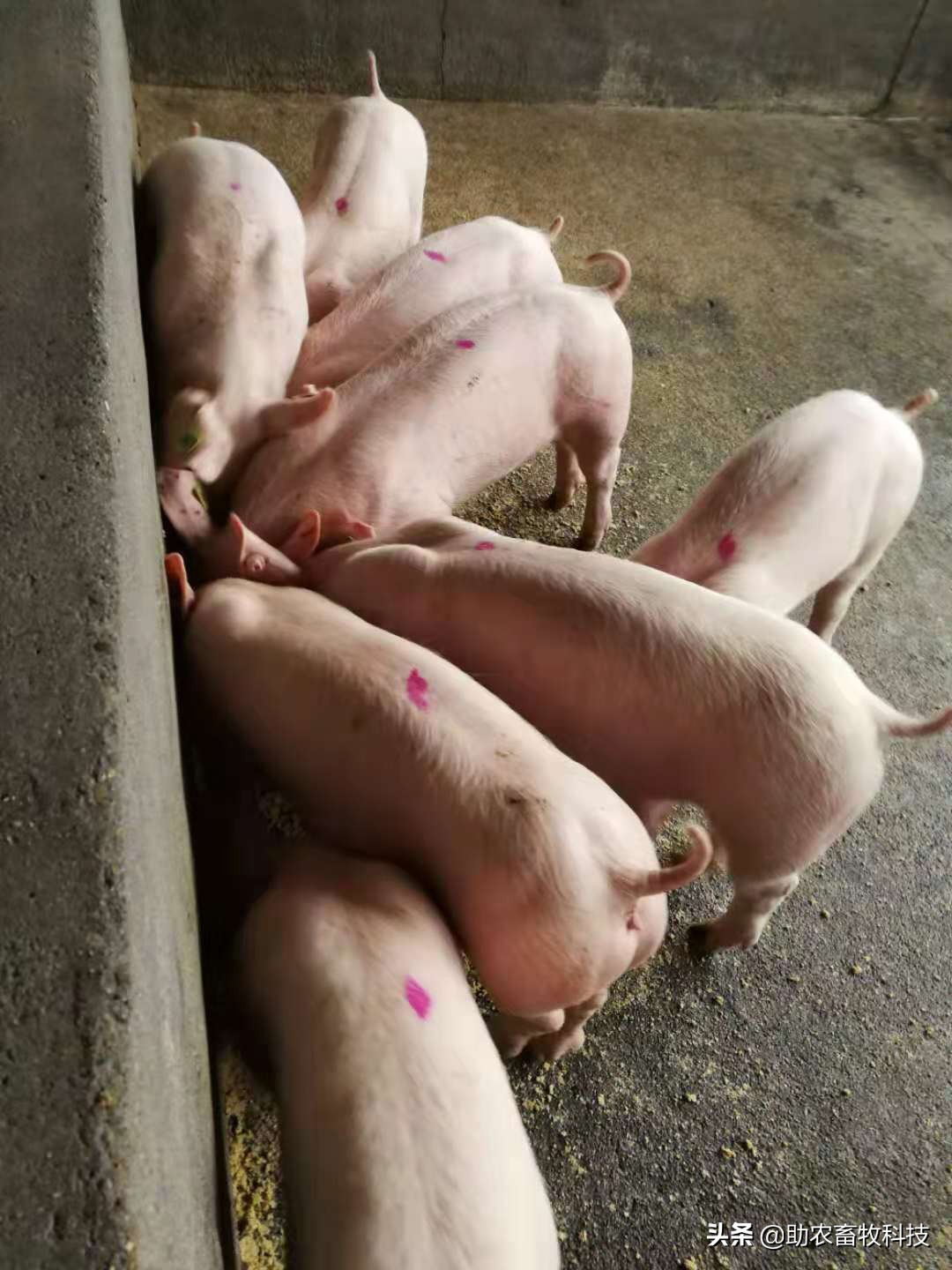 陈氏养猪法全液态发酵饲料,养猪牧草发酵料如何做