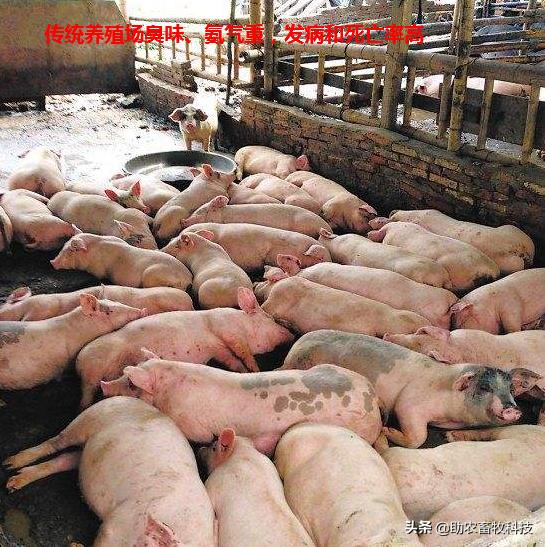 水泡粪猪场如何防控非洲猪瘟和解决养殖中臭味及粪污处理的难题？
