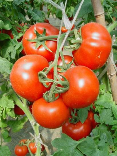 西红柿转色慢怎么解决,西红柿转色的最佳温度