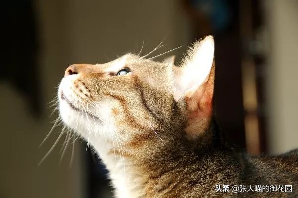 猫咪体温怎么量,猫体温多少度正常猫怎么测体温