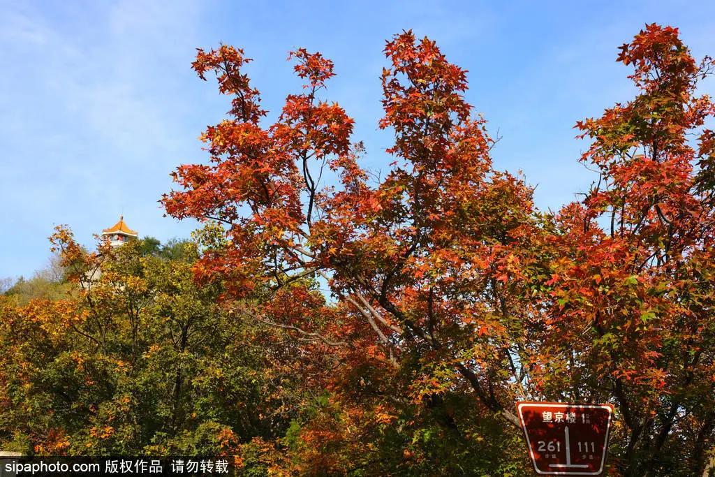 部分免费！北京赏秋“性价比”最高选择都在这儿了！