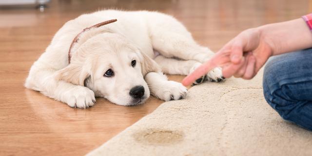 减轻宠物疼痛,宠物承受不了的痛原因