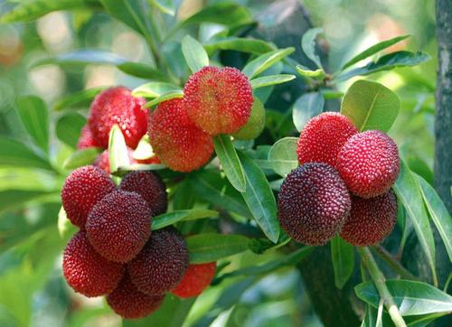 刚种的杨梅苗怎么施肥,种植杨梅如何管理好土壤