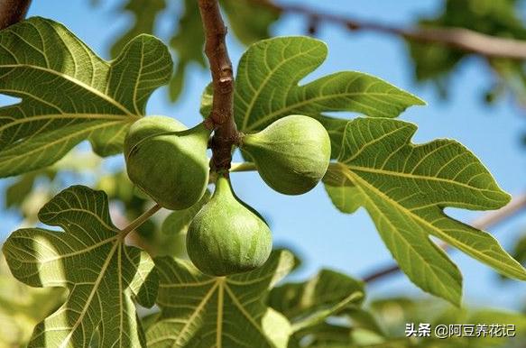 种植无花果忌讳,为什么无花果树长势旺盛而不结果