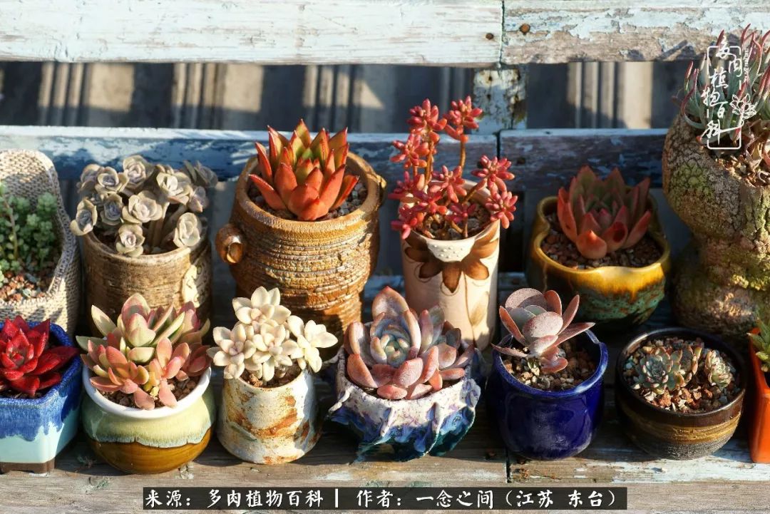 对多肉植物的爱心寄语,赏兰花感言