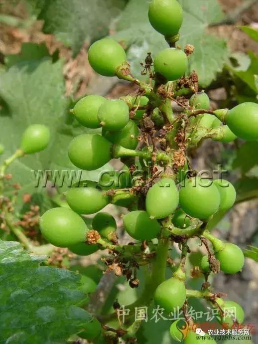 葡萄花前主要病害,葡萄病害图片大全大图