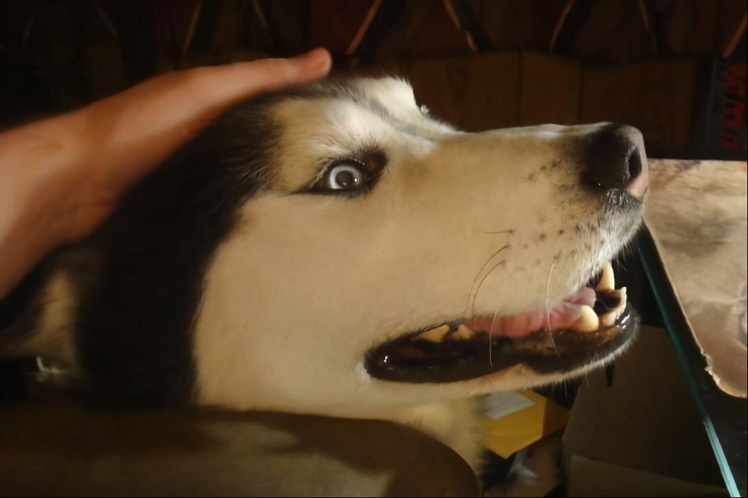 最流行的撸狗方法,学会这套撸狗的小方法