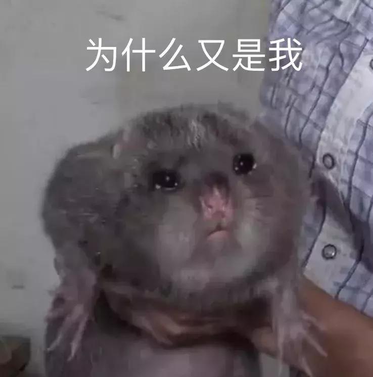 大熊猫为啥突然开始吃素了,大熊猫为什么从吃肉变成吃素的