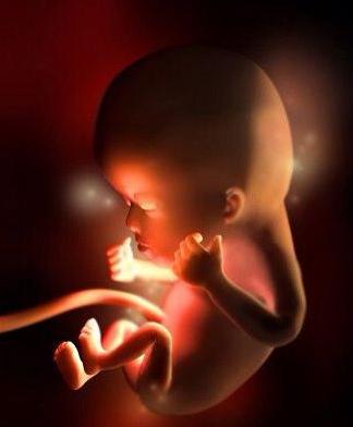 3d演示胎儿发育全过程,胚胎发育全过程3d演示