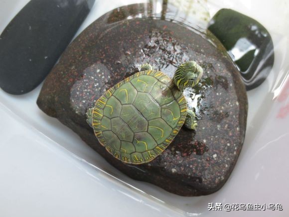 怎么养乌龟能让乌龟认主人,新手养乌龟建议养什么乌龟