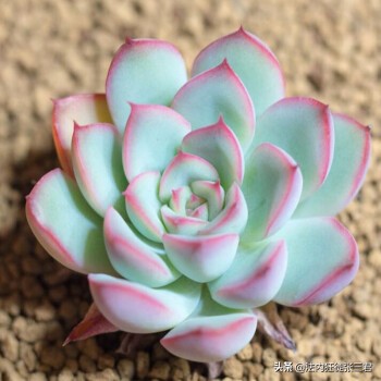 最新150多种多肉植物养护对照表,超全超经典100种多肉植物养护宝典