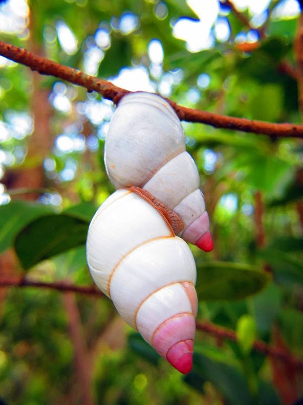 各种各样的蜗牛简单的,各种各样的蜗牛视频