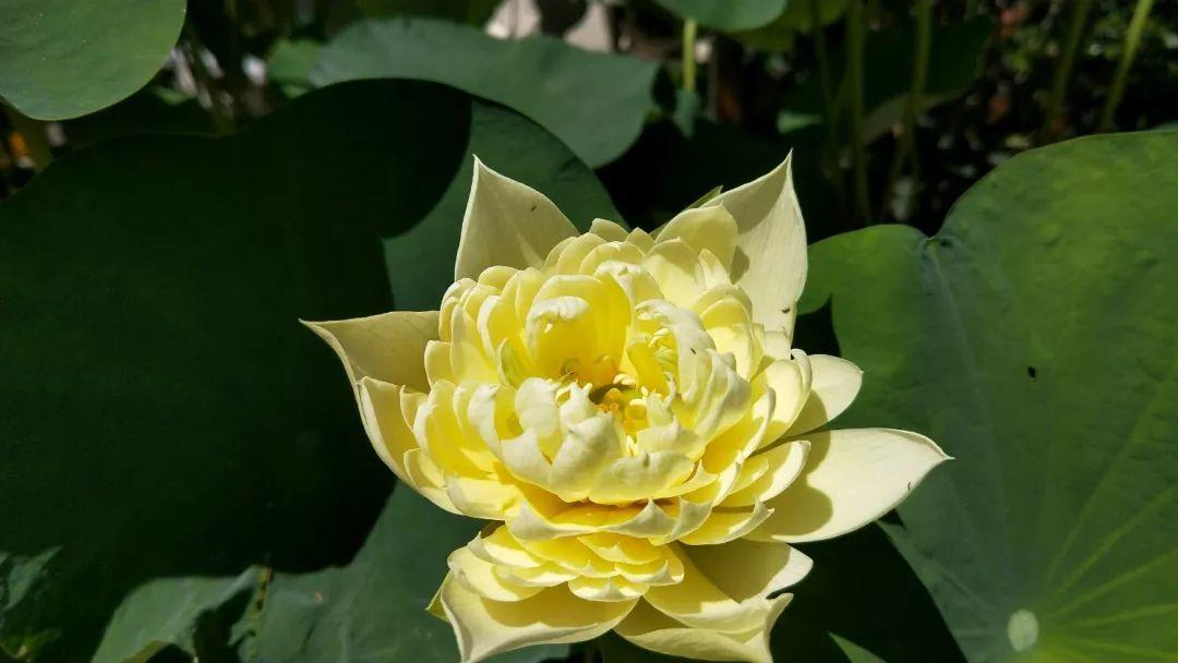 碗莲开花后的种子还可以用吗,碗莲种子种的第一年能开花吗