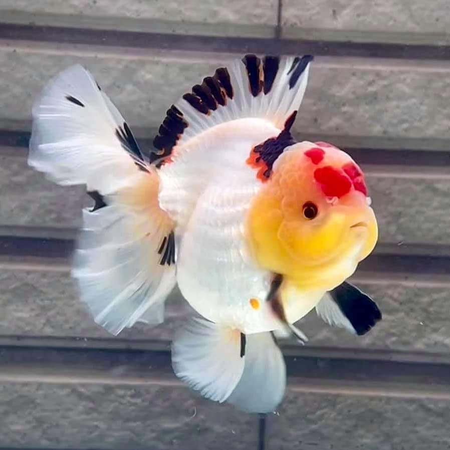 鹤顶红金鱼不建议新手养,金鱼怎么养才能更好