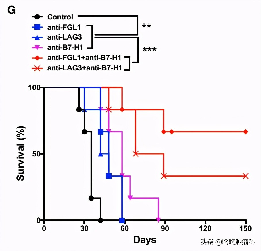 免疫检查点抗体,lag3抗体最新研发进展