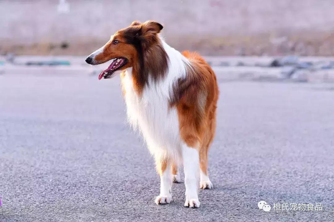 长毛犬如何让毛不打结,长毛犬打理视频