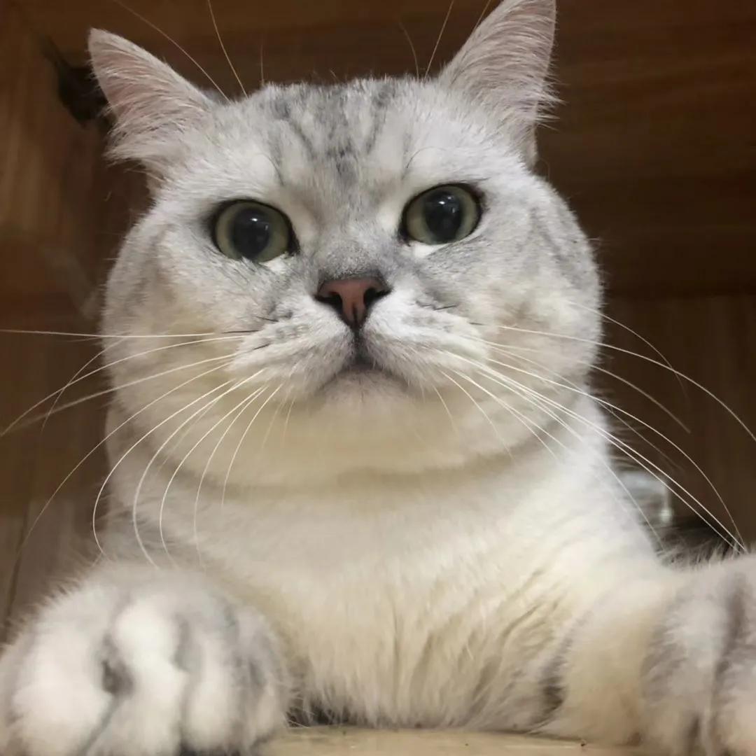 十个冷知识养猫和养狗哪个更麻烦,养猫必知的十条冷知识大全