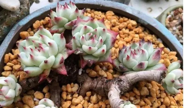 多肉老桩干货集锦，压轴的全是逆天极品!