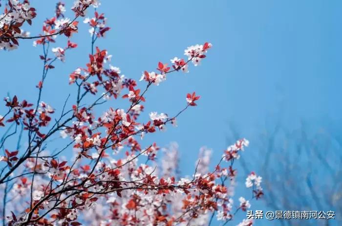 诗词人生的经典句子,若把岁月开成花人生何处不芬芳