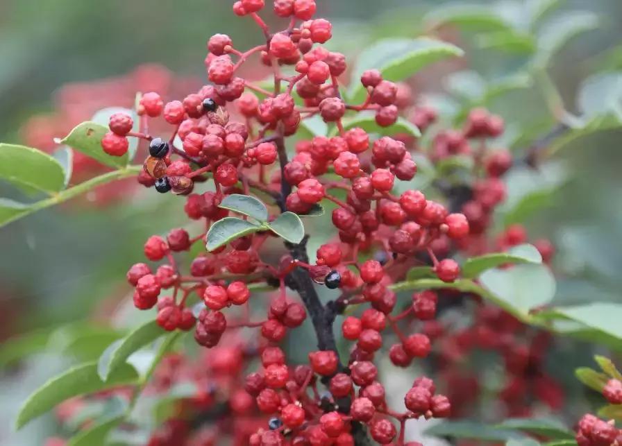 花椒、麻椒、藤椒有啥区别，在烹饪中如何与食材搭配才能最美味？