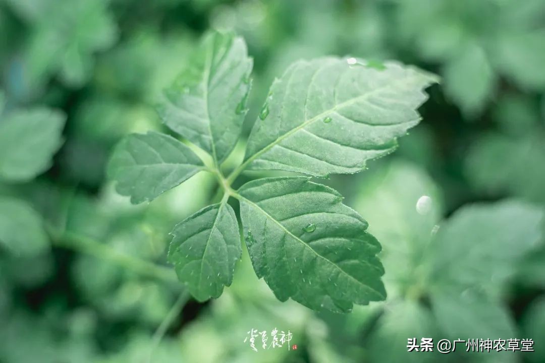 养生泡茶的中草药有哪些,泡茶最好的中草药