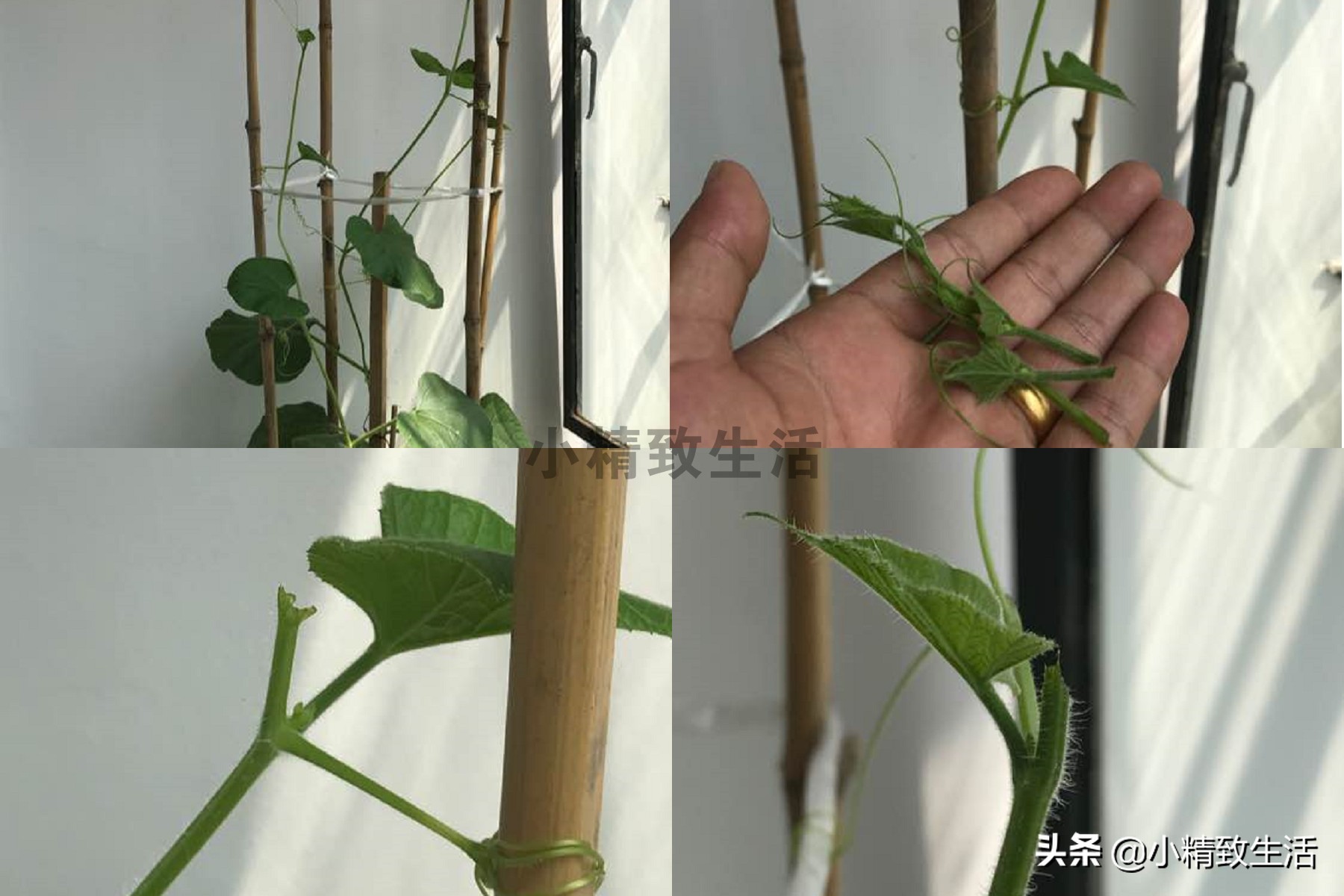 阳台种小葫芦温度高阳光强,盆里种葫芦的正确方法