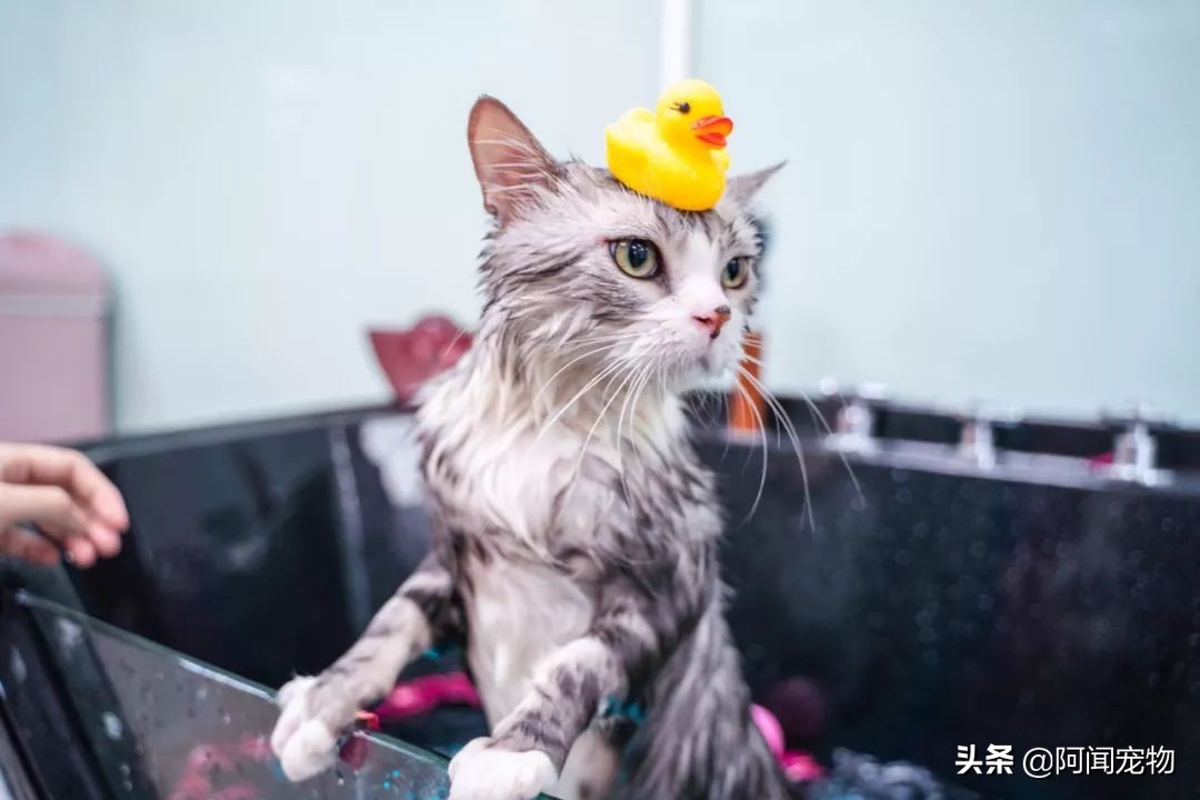猫咪不洗澡也很干净,猫咪洗澡没冲干净有什么影响