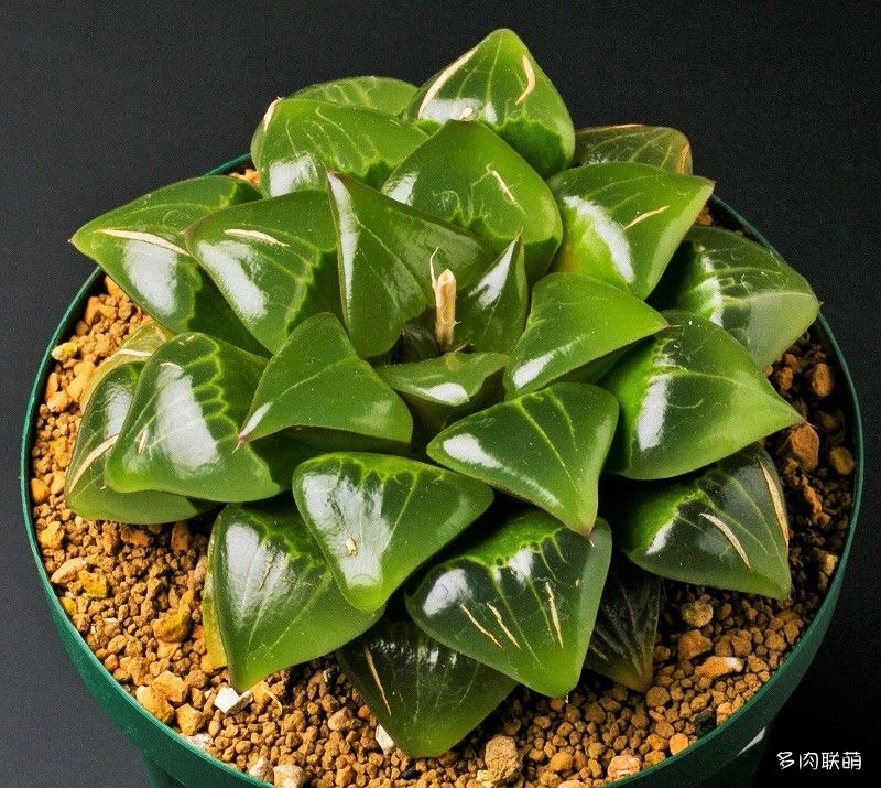 多肉玉露寿的品种图鉴,多肉植物欣赏