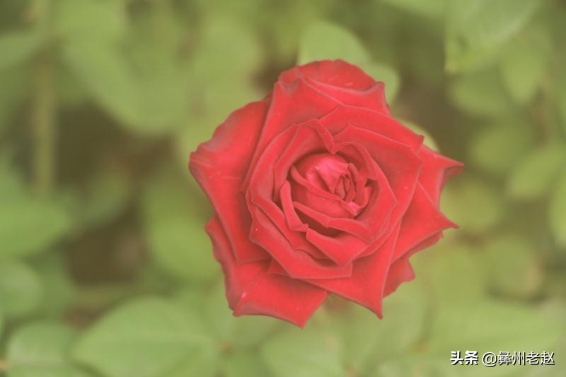 你知道为什么要给玫瑰花上网套吗？看看5年的花农怎么说