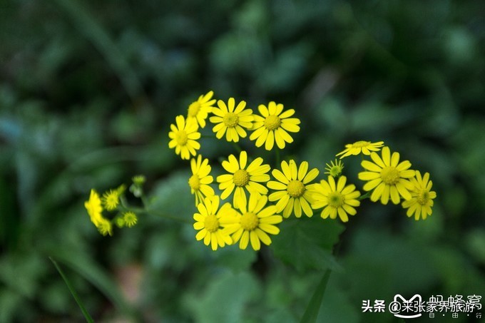 张家界武陵源天门山三日游团购,天门山森林公园张家界自由行攻略
