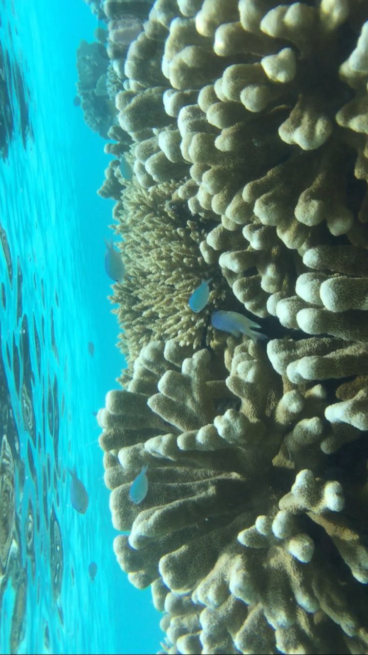 毛里求斯自由行准备,毛里求斯旅游6天5晚