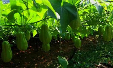 纯真年代（15）贵州安顺佛手玉润念佛手瓜