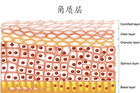 角质层薄是什么原因造成,敏感肌角质层薄怎么增厚角质层